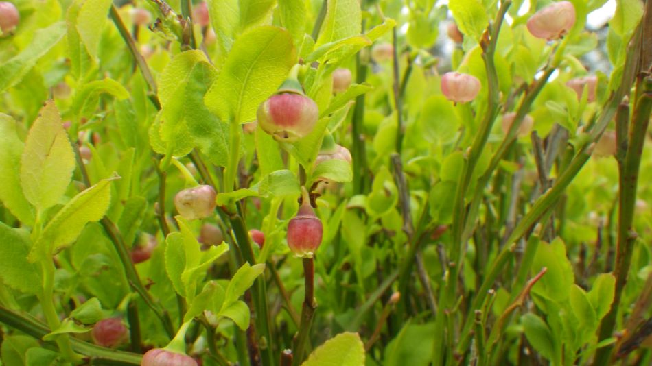 2019-05-01 13 Vaccinium myrtillus or Bilberry.jpg